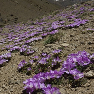 Oxalis adenophylla